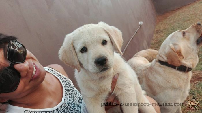 Chiots Labrador, Pure sang