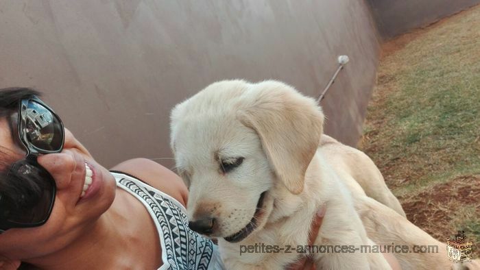 Labrador Puppies, Pure bred