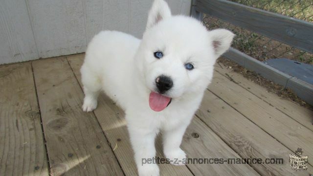 Chiots husky sibérien issus d'une portée de 6 chiots,2 femelles et 2 mâles.