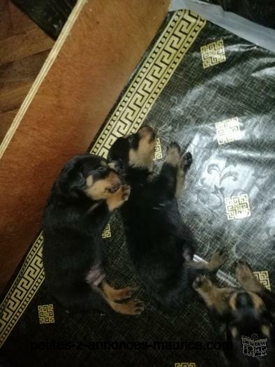 rottweiler puppies