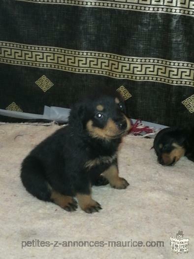 rottweiler puppies