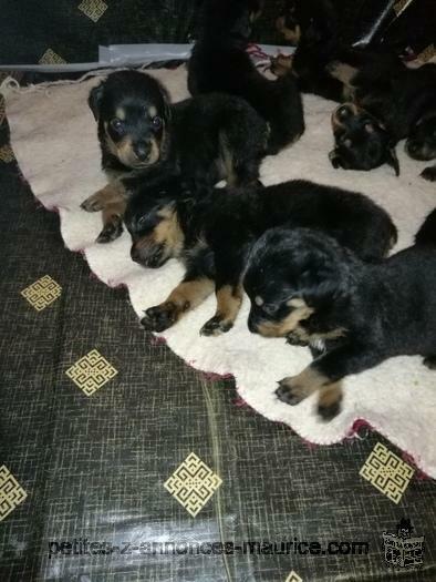 rottweiler puppies