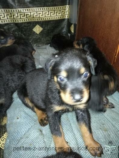 rottweiler puppies