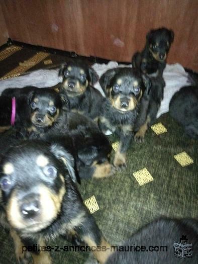 rottweiler puppies