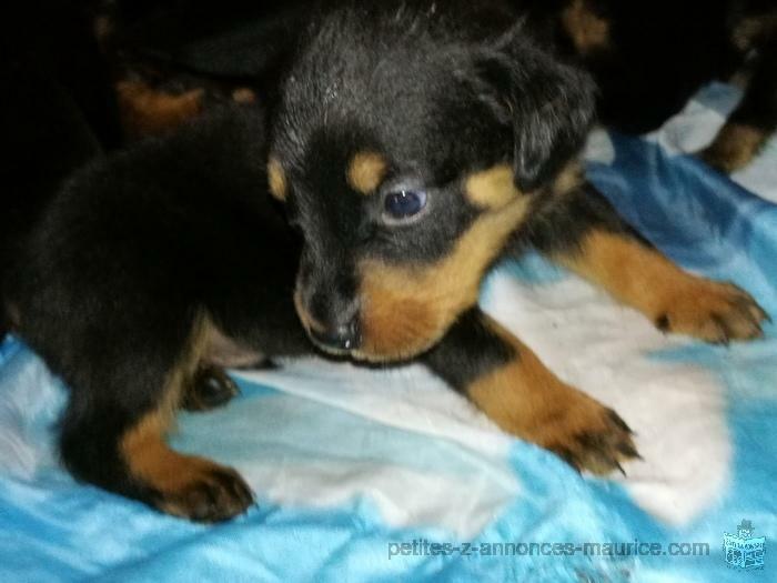 rottweiler puppies