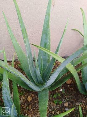 Plant Aloe vera