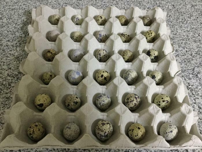 A vendre oeufs de cailles/ quail eggs