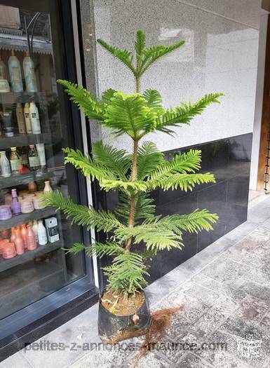 Sapins de Noel