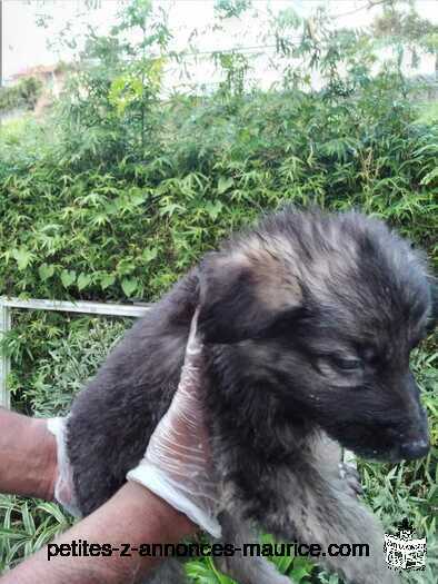 Chiots Berger Allemand Prix 12K Negociable