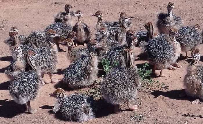 poussins et œufs d'autruche disponibles