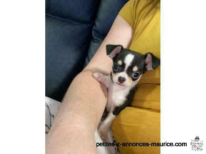 chiot chihuahua a donne pour adoption