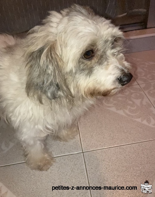 Cherche griffon mâle pour croisé à curepipe