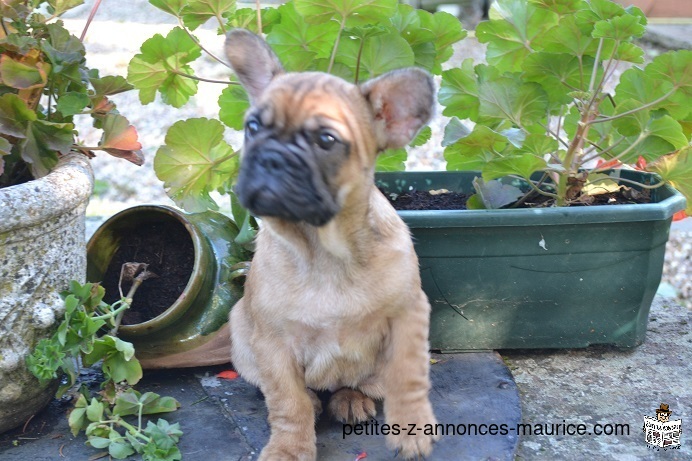 Magnifique Bouledogue Français à donner contre amour