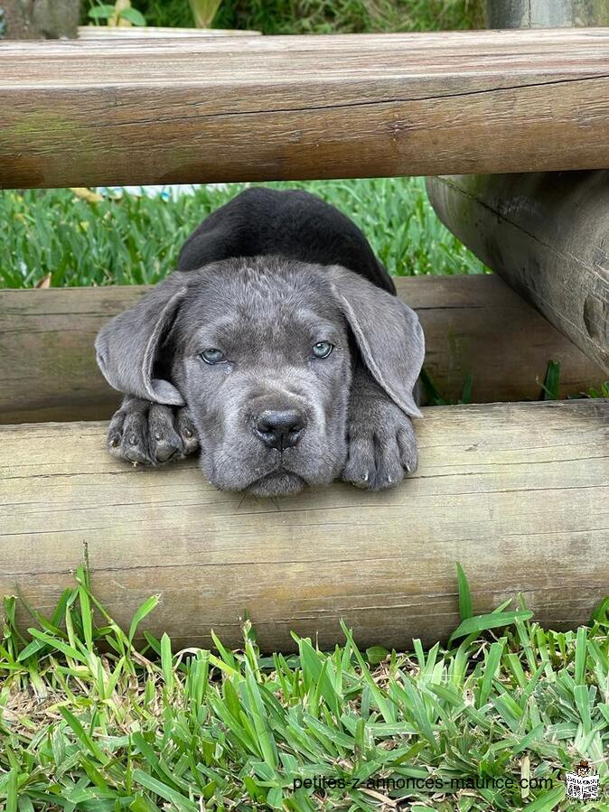 Pure cane corso for sale