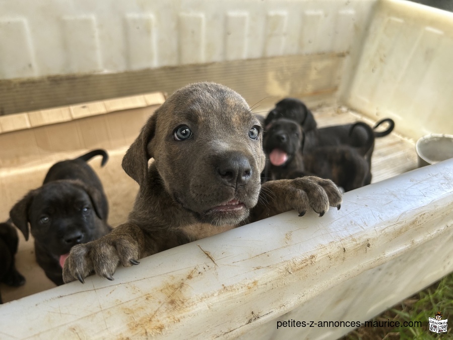 Pure cane corso for sale