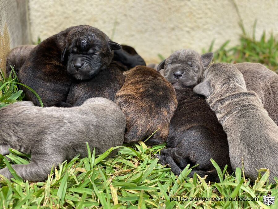 Pure cane corso for sale