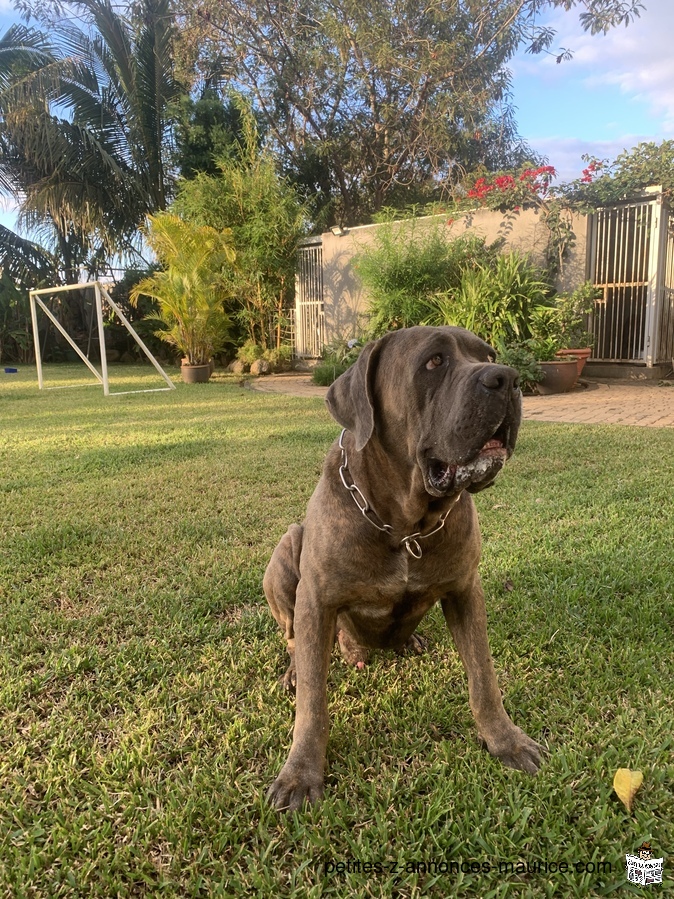 Pure cane corso for sale