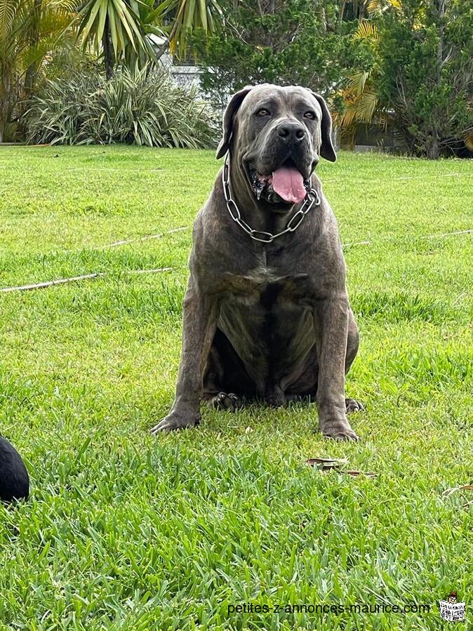 Pure cane corso for sale