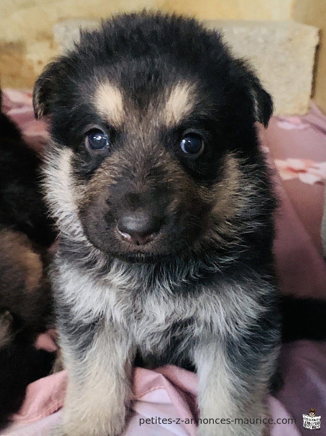 German Shepherd puppy