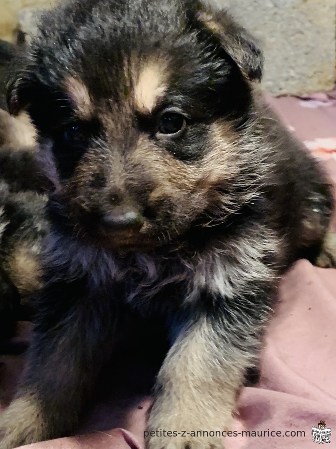 German Shepherd puppy