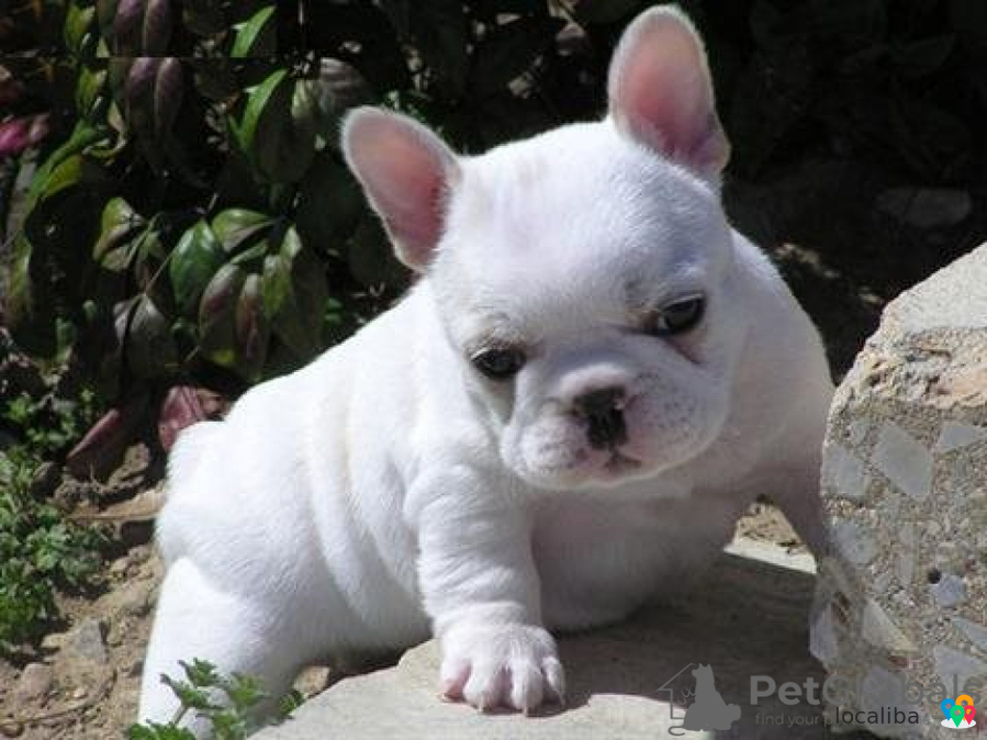 Bouledogue Français