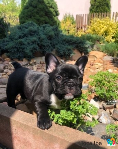 Bouledogue Français