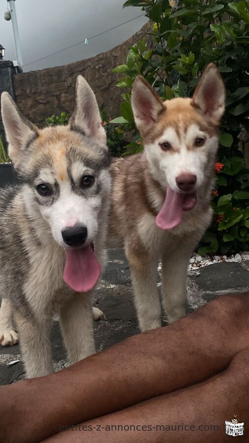 Siberian Husky Puppies