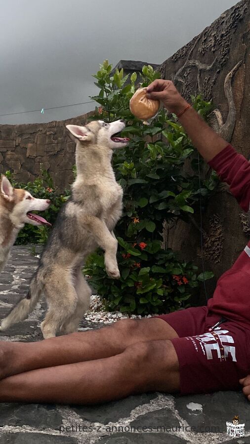 Siberian Husky Puppies