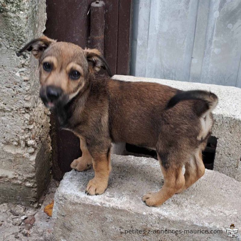 Bambina chiot en adoption