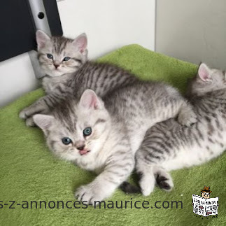 Chatons mâle et femelle disponible