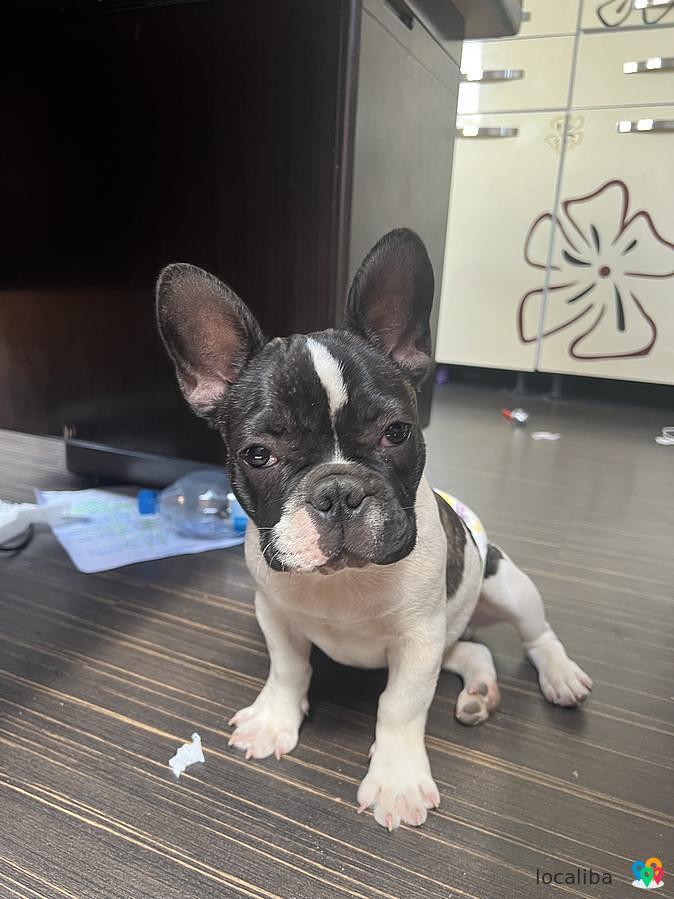 Adorable chiot bouledogue français