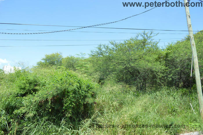 FOR SALE LAND AT TAMARIN