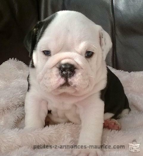 Pedigree Bulldog Puppies