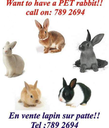 Idées cadeaux:lapins/lapineaux sur pattes a vendre