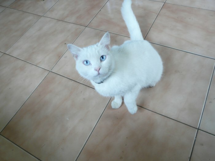 Cause moving gives white cat cons good care in Port Louis