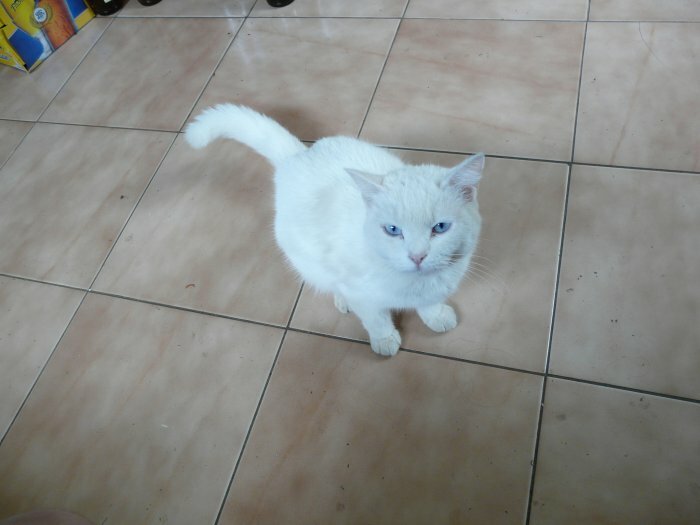 Cause moving gives white cat cons good care in Port Louis