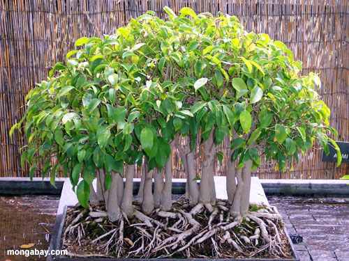 Bonsai et Plants ornamentales a vendre