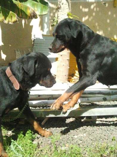 Rottweiler à vendre pour cause de départ