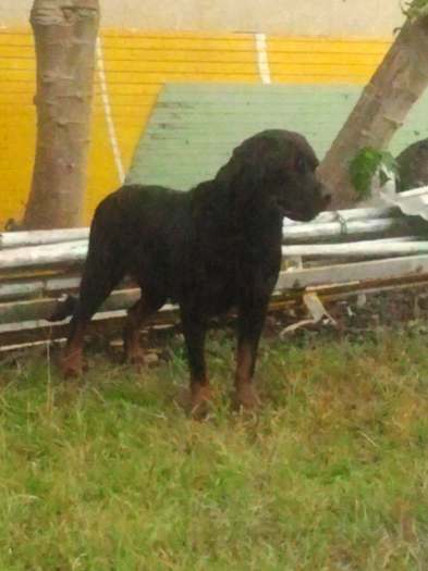 Rottweiler à vendre pour cause de départ