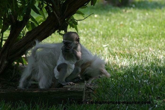 bien formés bébé singe capucin âge de 17 semaines