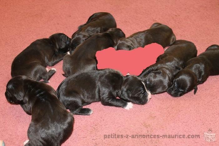 A VENDRE CHIOTS