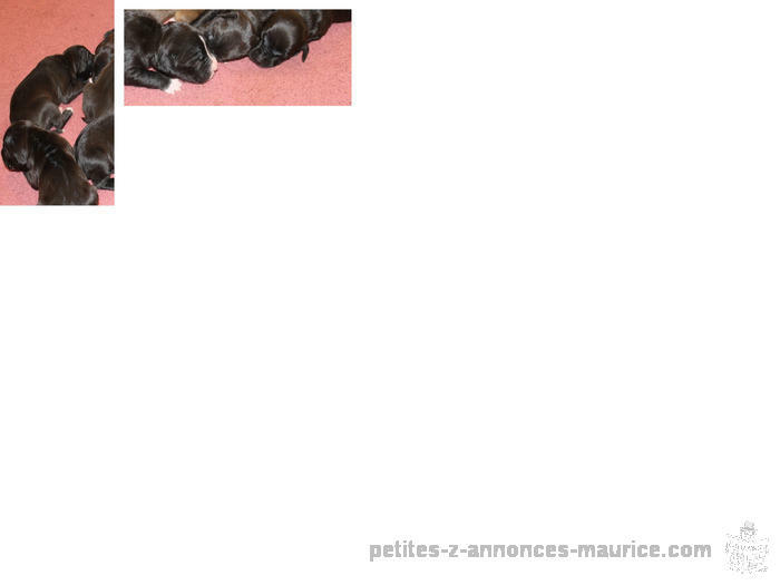 A VENDRE CHIOTS