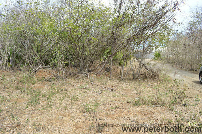 For sale land in Pereybere