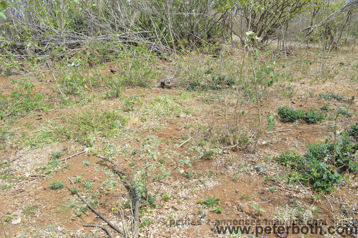 For sale land in Pereybere