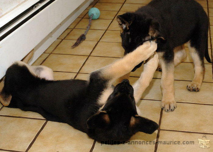 Chiots berger allemand à vendre