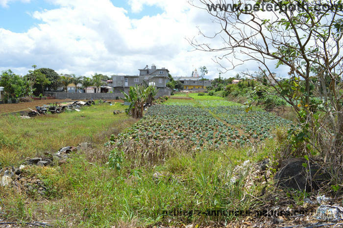 A VENDRE TERRAIN A CARREAU LALIANE VACOAS