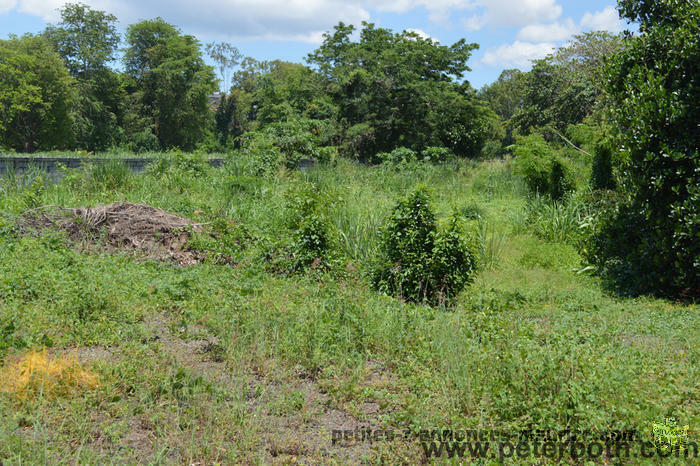 A VENDRE TERRAIN A CALEBASSES