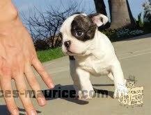 Chiots ascendance bouledogue admirables qui cherchent une nouvelle maison