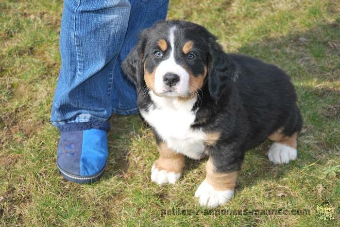 Adoption de mes adorables chiots bouvier bernois