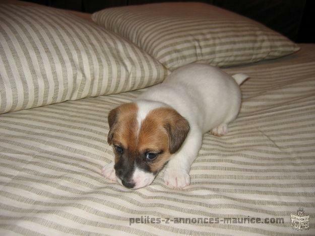 A DONNER chiot Jack Russel LOF, mâle